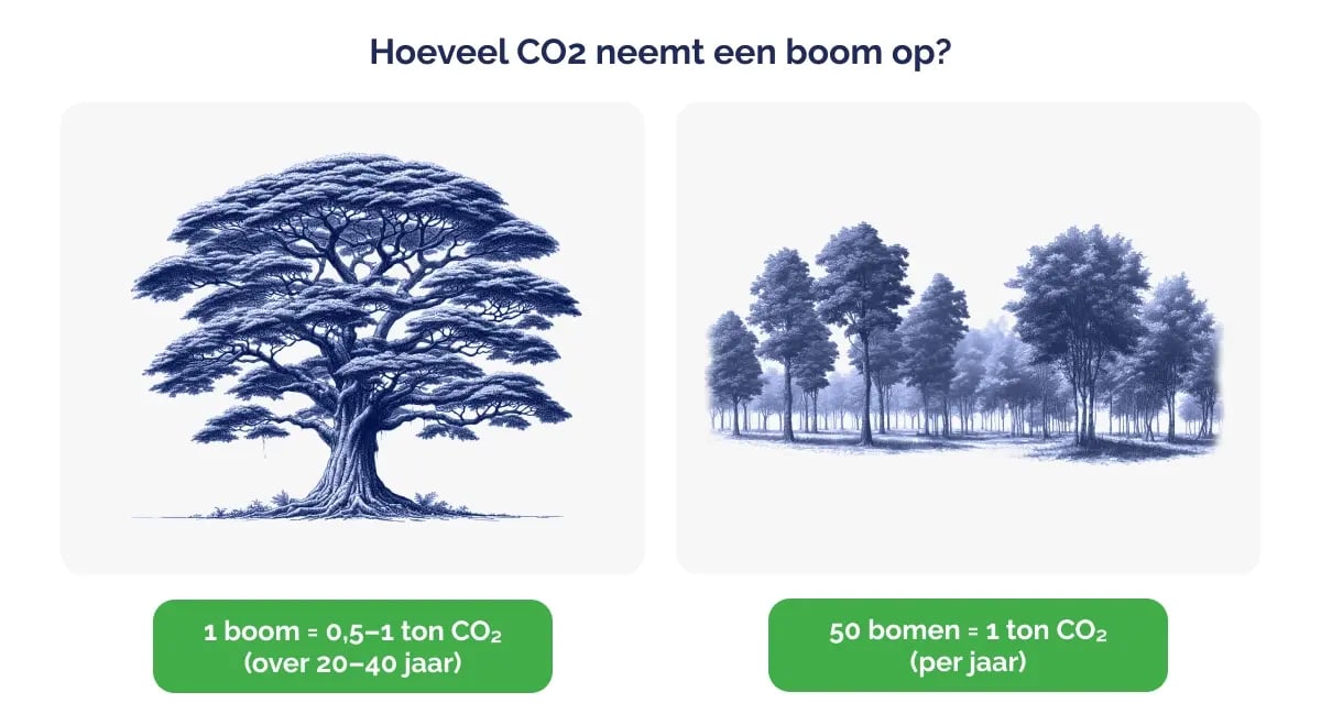 Hoeveel CO2 neemt een boom op?
